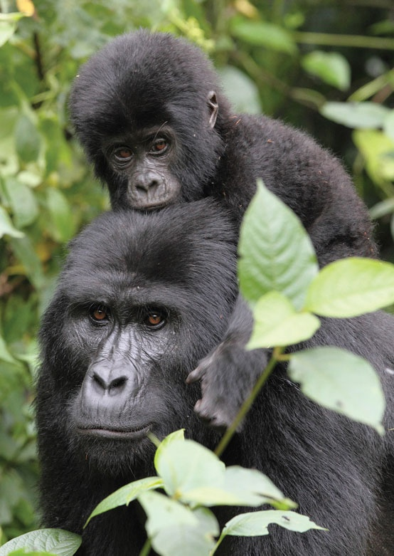 Gorilla trekking, Uganda